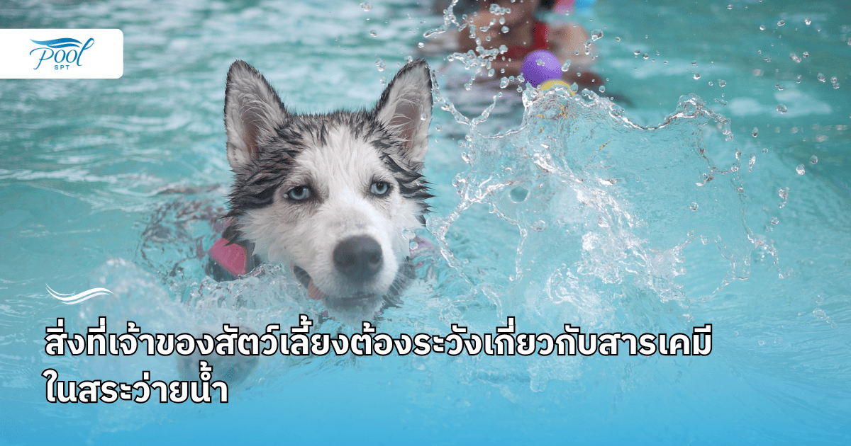 สระว่ายน้ำสำหรับสัตว์เลี้ยง